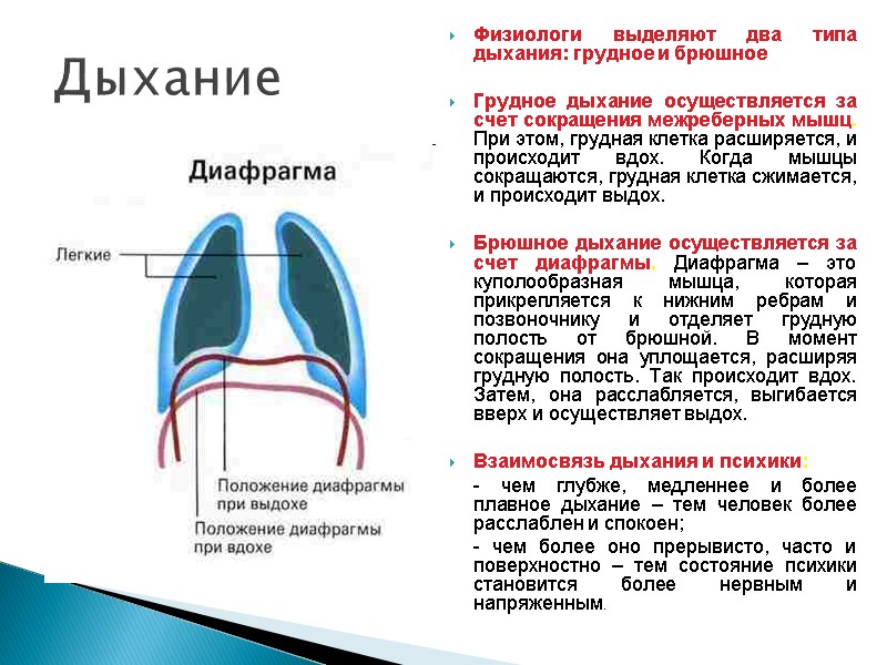 Дыхание Физиологи выделяют два типа дыхания: грудное и брюшное   Грудное дыхание осуществляется